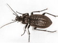 Carabus granulatus